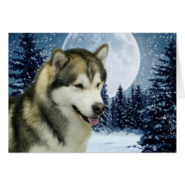Malamute (Vorderseite (Horizontal))