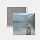 Malamute Dog Square Magnet (Vorderseite/Rückseite)