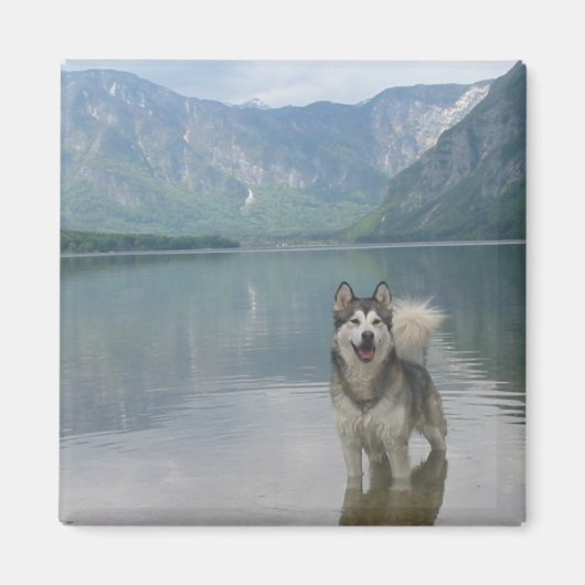 Malamute Dog Square Magnet (Vorne)