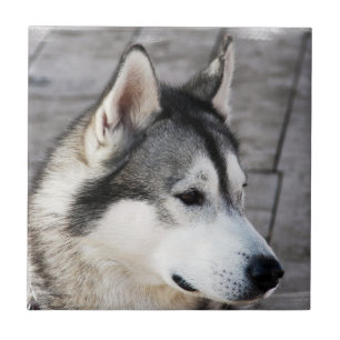 Malamute-Foto-Fliese Fliese