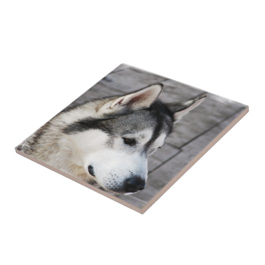 Malamute-Foto-Fliese Fliese (Seite)