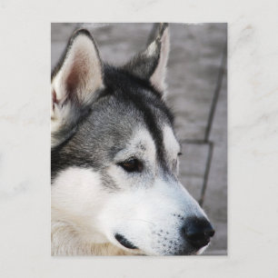 Malamute Foto Postkarte