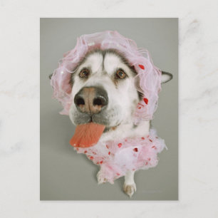Malamute Hunde, die eine Tutu tragen und ausbleibe Postkarte