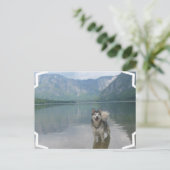 Malamute Hunde Postkarte (Stehend Vorderseite)