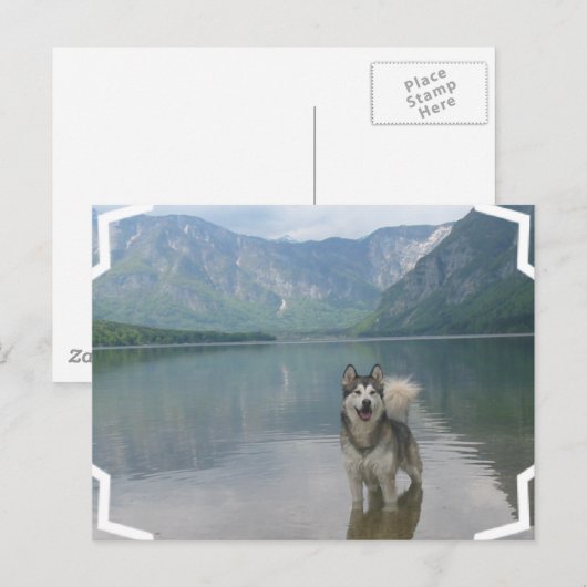 Malamute Hunde Postkarte (Vorne/Hinten)
