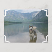Malamute Hunde Postkarte (Vorderseite)