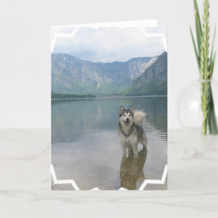 Malamute-Hundegruß-Karte Karte