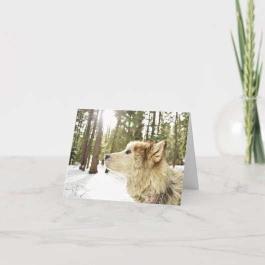Malamute in Snowy Woods Feiertagskarte (Vorderseite)