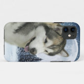 Malamute iPhone 6 Fall Case-Mate iPhone Hülle (Rückseite (Horizontal))