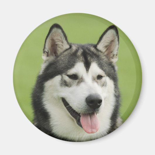 Malamute Magnet (Vorne)