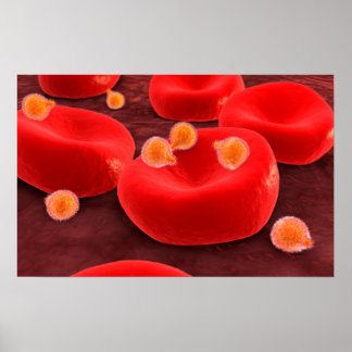 Malaria-Parasiten in den roten Blutkörperchen Poster