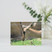 Malawi Gazelle Postkarte (Stehend Vorderseite)