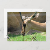 Malawi Gazelle Postkarte (Vorne/Hinten)