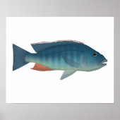 Malawi Hawk Poster (Vorne)