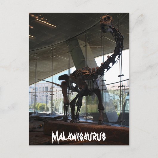 Malawisaurus Postkarte (Vorderseite)