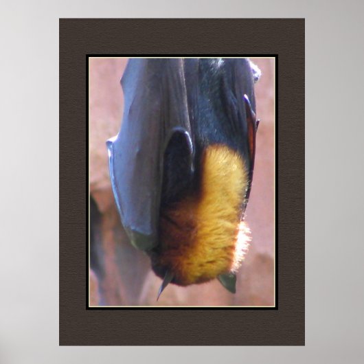 Malayan Flying Fox Bat Poster (Vorne)