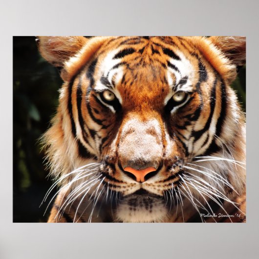 Malayan King Poster (Vorne)