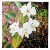 Malayan Moth Orchid und ein amerikanischer Climber Fliese (Vorderseite)