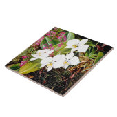 Malayan Moth Orchid und ein amerikanischer Climber Fliese (Seite)