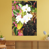 Malayan Moth Orchid und ein amerikanischer Climber Leinwanddruck (Insitu (Wohnzimmer))