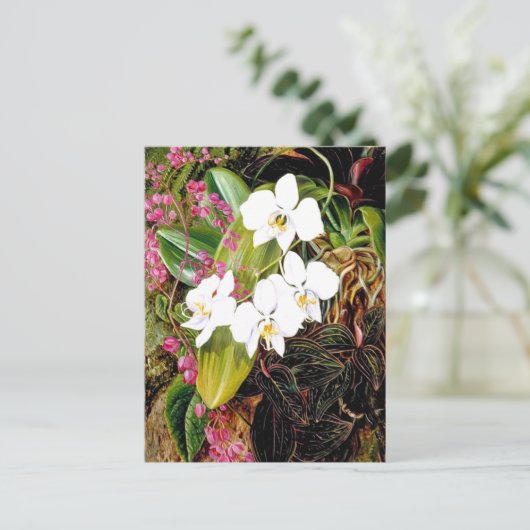 Malayan Moth Orchid und ein amerikanischer Climber Postkarte (Stehend Vorderseite)