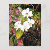 Malayan Moth Orchid und ein amerikanischer Climber Postkarte (Vorderseite)
