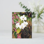 Malayan Moth Orchid und ein amerikanischer Climber Postkarte (Stehend Vorderseite)