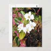 Malayan Moth Orchid und ein amerikanischer Climber Postkarte (Vorne/Hinten)