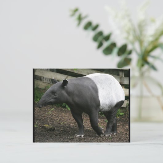 Malayan Tapir Postcard Postkarte (Stehend Vorderseite)