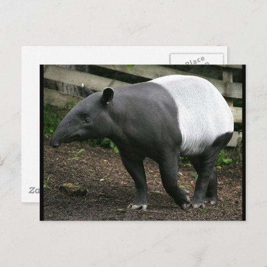 Malayan Tapir Postcard Postkarte (Vorne/Hinten)