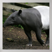 Malayan Tapir Poster (Vorne)