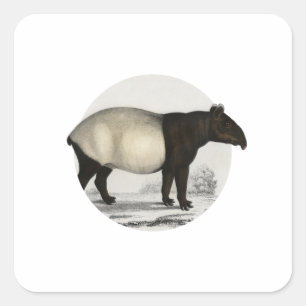 Malayan Tapir - Vintag Mammal Quadratischer Aufkleber