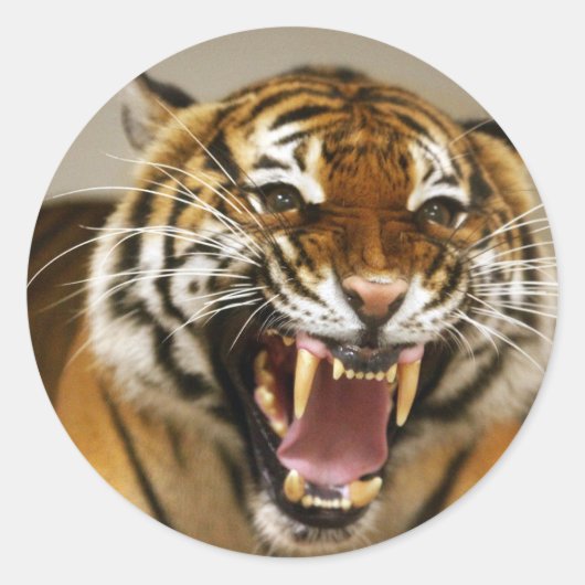 Malayan Tiger #2 Aufkleber (Vorderseite)