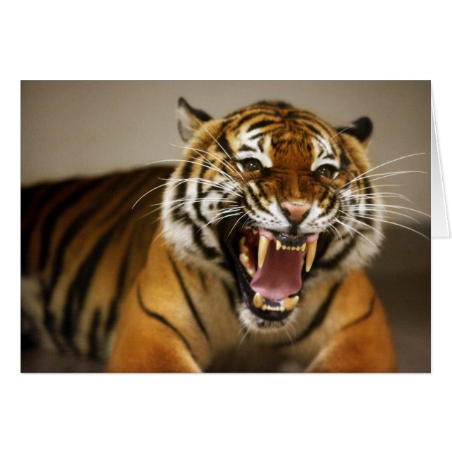 Malayan Tiger #2 Karte (Vorderseite (Horizontal))