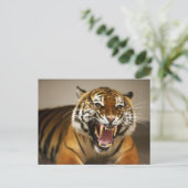 Malayan Tiger #2 Postkarte (Stehend Vorderseite)