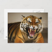 Malayan Tiger #2 Postkarte (Vorne/Hinten)