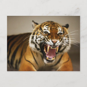 Malayan Tiger #2 Postkarte