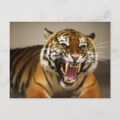 Malayan Tiger #2 Postkarte (Vorderseite)