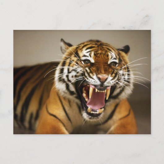 Malayan Tiger #2 Postkarte (Vorderseite)