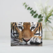 Malayan Tiger #3 Postkarte (Stehend Vorderseite)