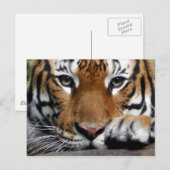 Malayan Tiger #3 Postkarte (Vorne/Hinten)