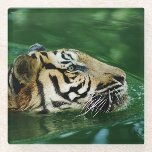 Malayan Tiger Face Schwimmen Glasuntersetzer (Vorderseite)