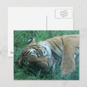 Malayan Tiger Postkarte (Vorne/Hinten)