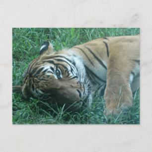 Malayan Tiger Postkarte