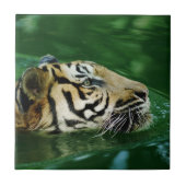 Malayan Tiger Swimming Headshot Fliese (Vorderseite)
