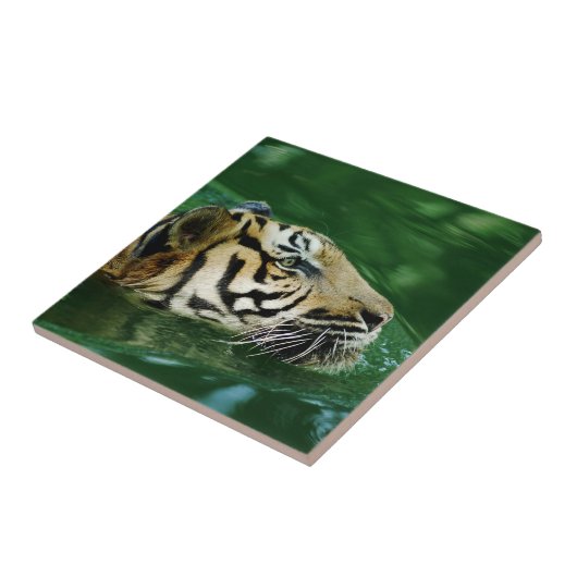 Malayan Tiger Swimming Headshot Fliese (Seite)
