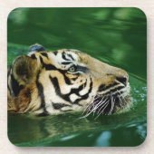 Malayan Tiger Swimming Headshot Getränkeuntersetzer (Vorderseite)