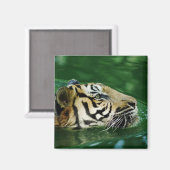 Malayan Tiger Swimming Headshot Magnet (Vorderseite/Rückseite)