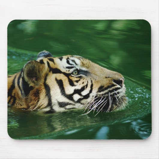 Malayan Tiger Swimming Headshot Mousepad (Vorne)