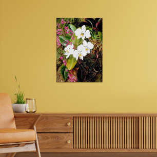Malayische Motten-Orchidee und ein amerikanischer Poster